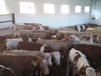 Tyre, Simmental cattle — foto 3