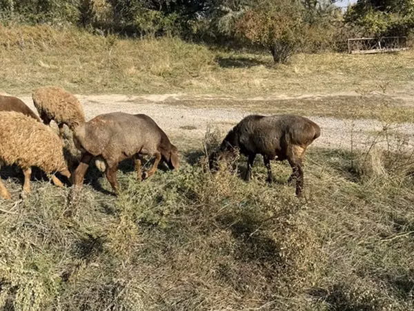 Pecora, Pecore