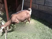 Goat, Goats — photo 2