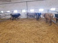 گاو و گوساله (گروه، جنسیت مشخص نشده), Simmental cattle — عکس 7