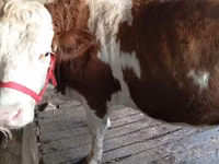 گاو ماده, Simmental cattle — عکس 3