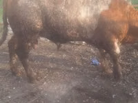 Cattle (batch, sex not specified), Cattle — photo 2
