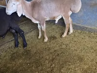 Ram, Edilbay sheep — photo 2