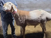 Montone, Arashan sheep — foto 3