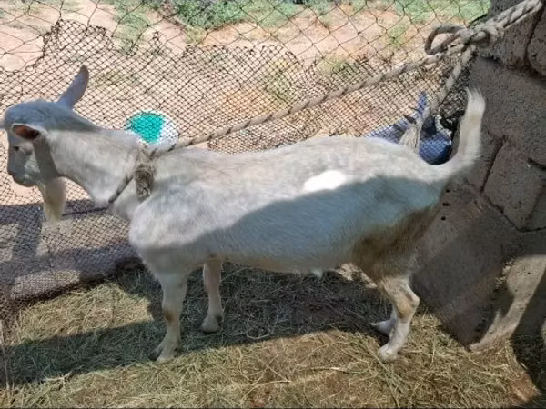 Billy Goat, Saanen goat — Kazakhstan
