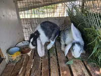 Клетка для кроликов. — photo 1