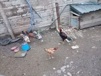 Chickens — 2 зураг