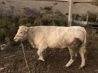 گاو ماده, گاو — عکس 2
