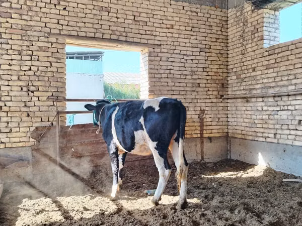 Kuh, Russian Black pied cattle — Usbekistan