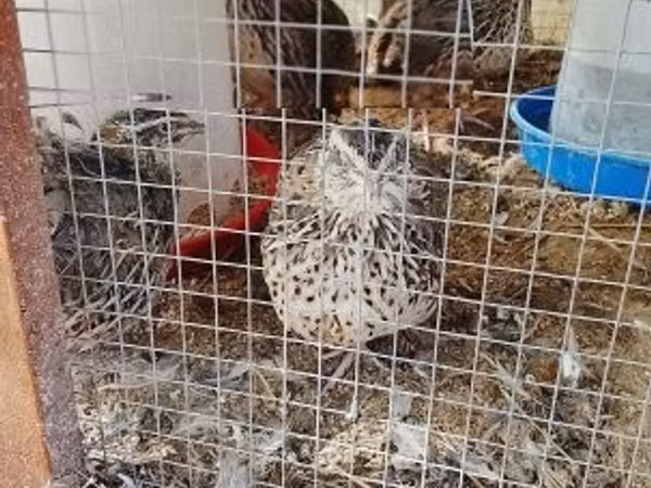 Quails