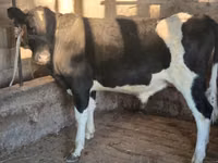 सांड, Russian Black pied cattle — फ़ोटो 2