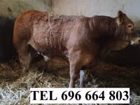 Bulle, Limousin-Kuh — Foto 1