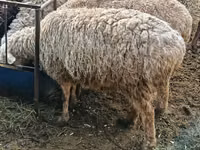 Carneiro, Hissar sheep — foto 2