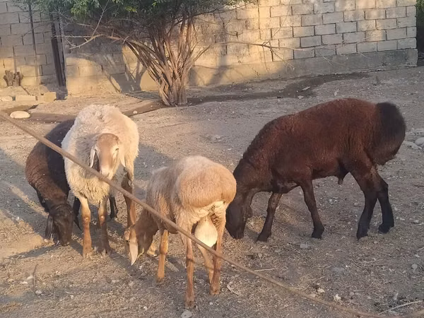 میش, گوسفند — قرقیزستان