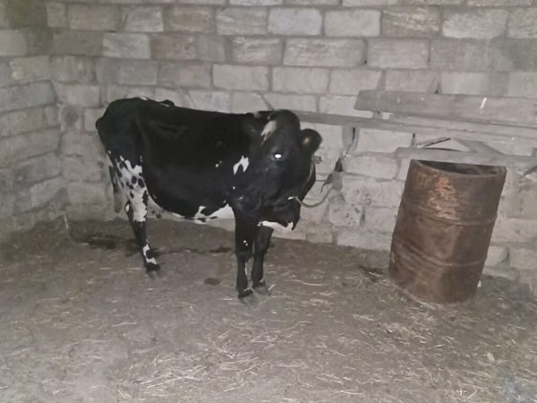 Mucca, Aberdeen Angus — Azerbaigian