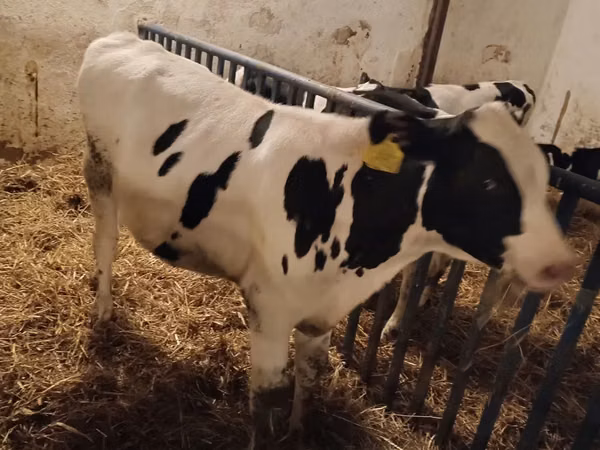 Boğa, Russian Black pied cattle