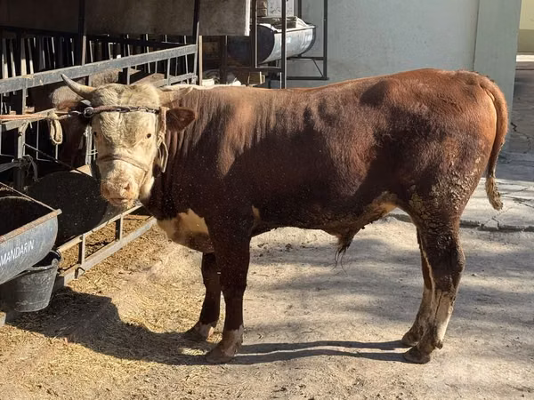 Bull, Cattle — Uzbekistan