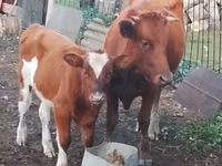 Bull, Cattle — photo 1