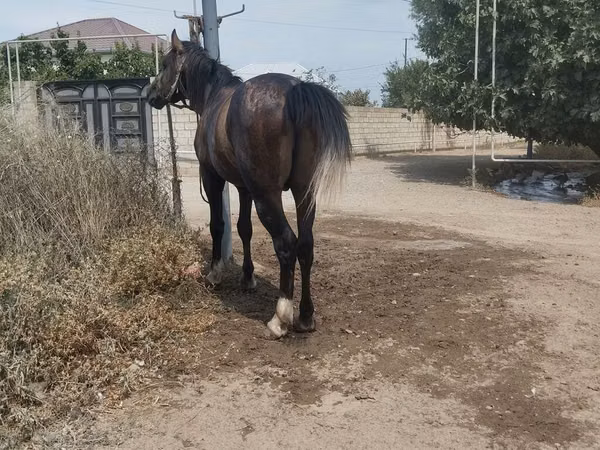 اسب نر, اسب — جمهوری آذربایجان