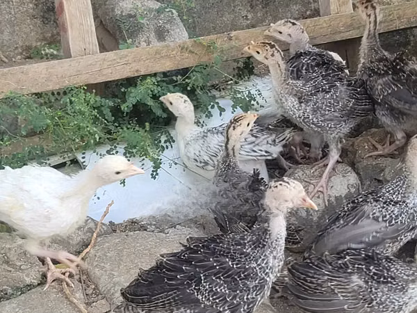 Turkeys