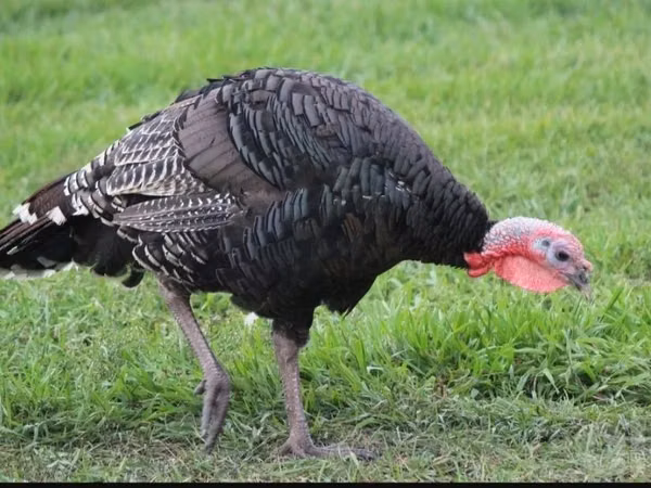 Turkeys — Uzbekistan