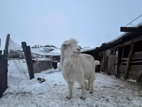 تيس, Saanen goat — الصورة 2