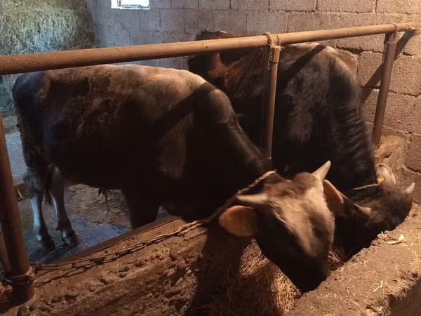 Bou, Bovine — Kârgâzstan