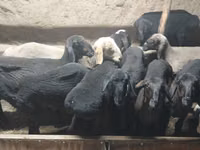 Billy Goat, Goats — photo 3