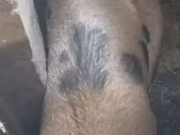 Sow, Pigs — photo 3