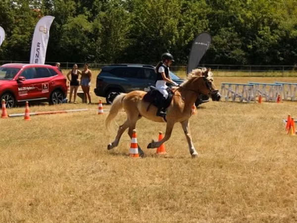Faras, Haflinger