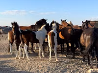 Kuda betina, Horses — foto 2