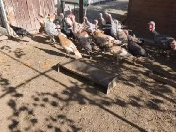 Turkeys — مجارستان
