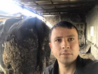 सांड, Russian Black pied cattle — फ़ोटो 6