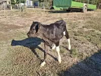 Կով, Խոշոր եղջերավոր — լուսանկար 2