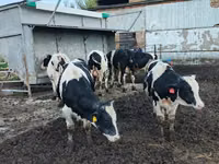 公牛, Russian Black pied cattle — 照片 4