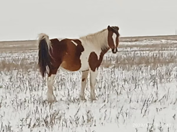 Mare, Horses — Kazakhstan