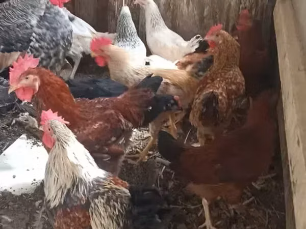 Chickens — Armeeniya