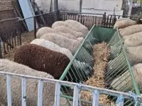 Ոչխար, Ile-de-France sheep — լուսանկար 2