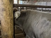 Bull, Aberdeen-Angus — photo 8