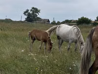 암말, Horse breed — 사진 7