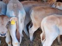 Bou, Simmental cattle — foto 1
