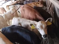Bovini (lotto, sesso non specificato), Hereford — foto 3