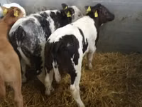 Goveda (partija, pol nije naveden), Simmental cattle — fotografija 4