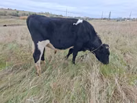 سانڈ, Russian Black pied cattle — تصویر 1