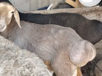 Қӯчқор, Hissar sheep — акс 5