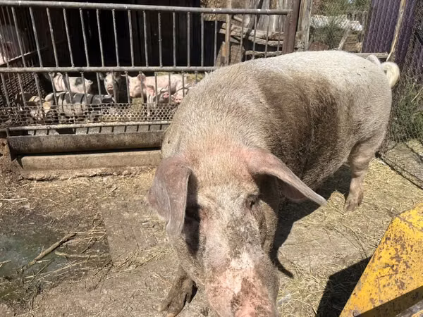 Boar,  — Kyrgyzstan