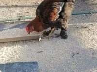 Chickens — รูปภาพ 3
