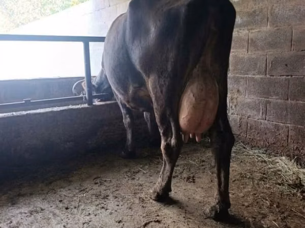 Cow, Swiss cattle