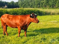 Cow, Swiss cattle — photo 2