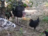 Turkeys — foto 6